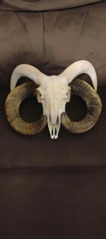 Photo of free Ram Skull Decoration (S Broadway, White Plains) #1