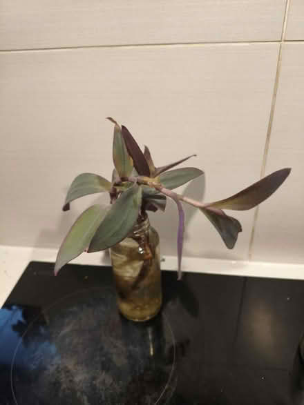 Photo of free Plant cuttings (Golders green NW11) #2