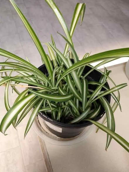 Photo of free Spider plant (Broughton Gifford, SN12) #1