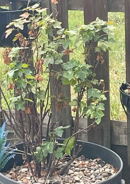 Photo of free Blackcurrant bushes (Leicester LE2) #1