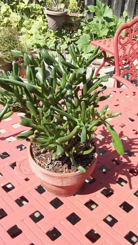 Photo of free Succulent plant (Southdown and Truscott) #1