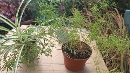Photo of free House plants (TA14 6QW stoke sub hamdon) #1