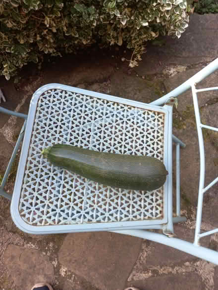 Photo of free Marrow (Holgate YO24) #1