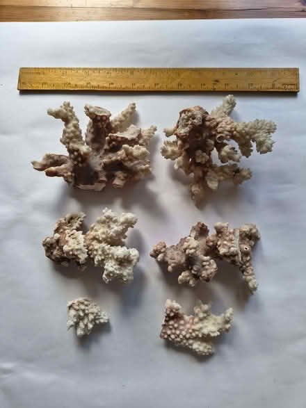 Photo of free Real coral pieces (Stonehouse GL10) #1