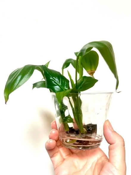 Photo of free Plant and succulent cuttings (Arlington, VA) #4