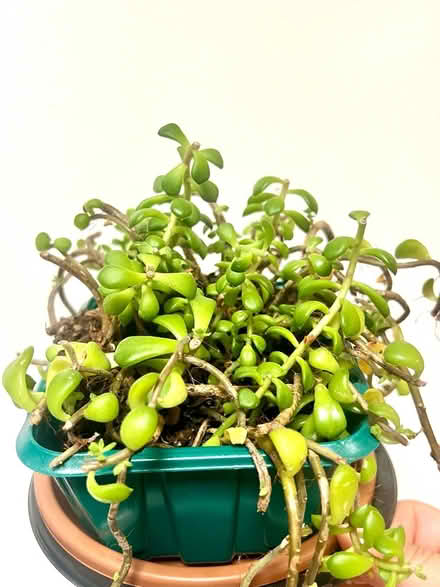 Photo of free Plant and succulent cuttings (Arlington, VA) #2