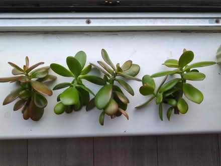 Photo of free Jade plant branches (Shoreditch, E1) #1