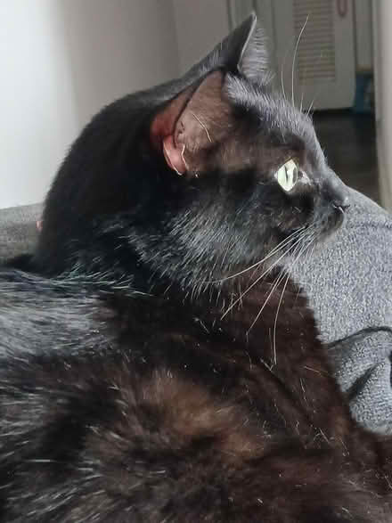 Photo of 3 or 4 story cat tree (St Pete - Central Oak Park) #1
