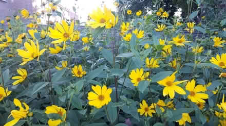 Photo of free Perennial plants (Woolton L25) #3