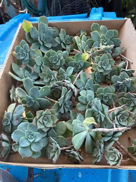 Photo of free Succulents ready to pity (Union City near Quarry Lakes) #1