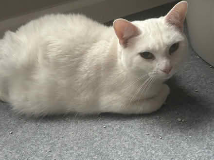 Photo of free cat who needs a home (Germantown, MD) #2