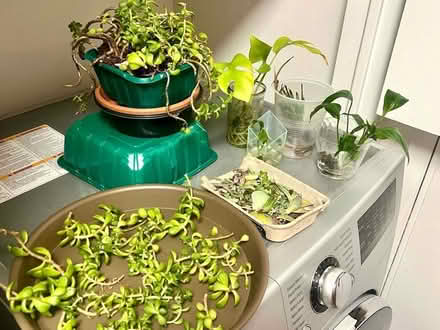Photo of free Plant and succulent cuttings (Arlington, VA) #1