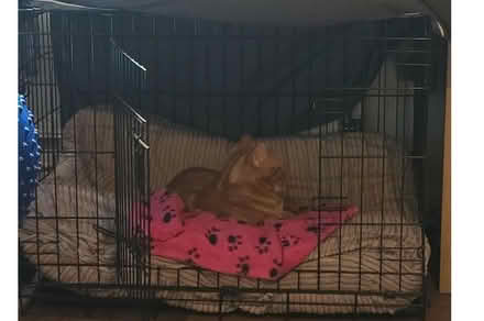Photo of free Metal cage - just cage (Iffley OX4) #1