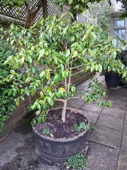 Photo of free Azelea bush (Bakewell DE45) #1