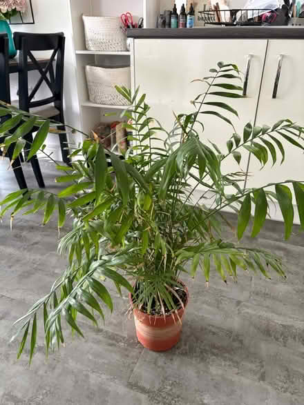 Photo of free Parlour Palm (North Bristol BS7) #2