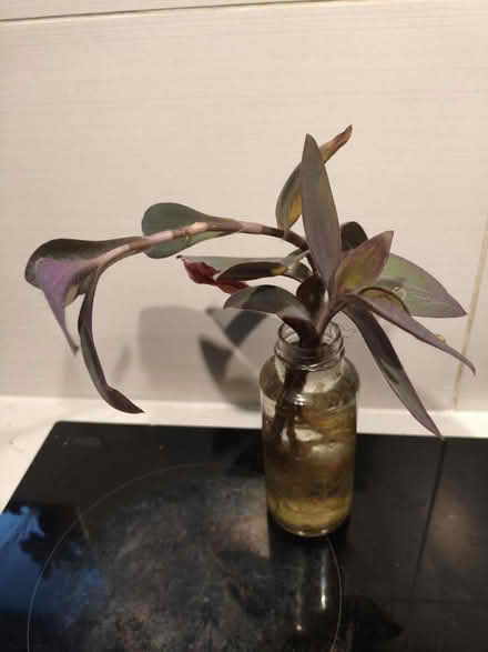 Photo of free Plant cuttings (Golders green NW11) #1