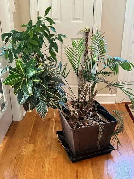 Photo of free House plant (Belle mead) #2