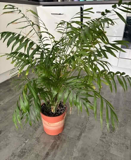 Photo of free Parlour Palm (North Bristol BS7) #1
