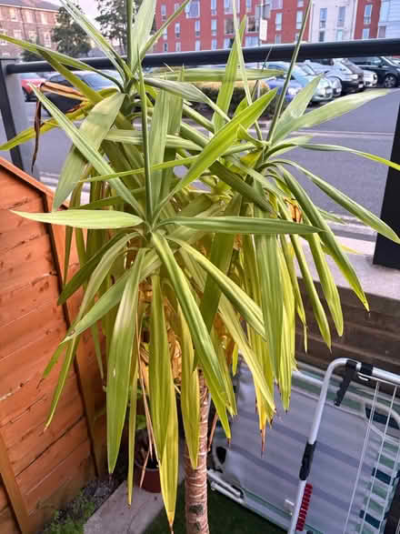 Photo of free Yucca plant with ceramic pot (North Bristol BS7) #1