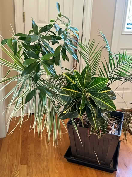 Photo of free House plant (Belle mead) #1