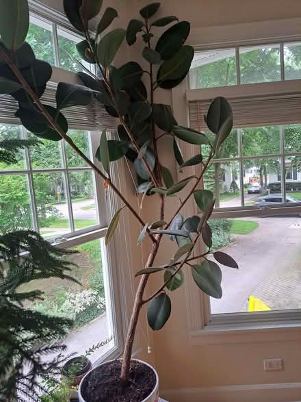 Photo of free Rubber tree (winnetka) #1