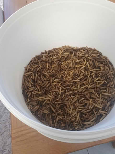 Photo of free Dried mealworms (Elstow MK42) #2