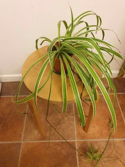 Photo of free Spider plants (Neithrop OX16) #1
