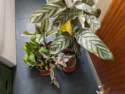 Photo of free houseplants (Undercliffe Rd BD2) #1