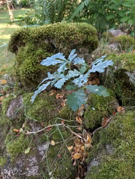 Photo of free Tree seedlings (Pooley Bridge CA10) #1