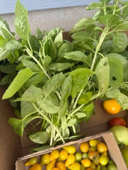 Photo of free Freshly picked organic vegetables (Fair Lawn, NJ) #4