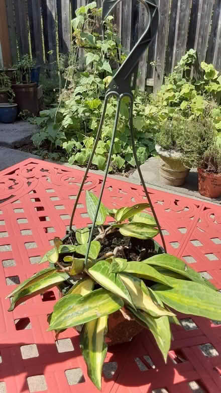 Photo of free Plant (Southdown and Truscott) #1