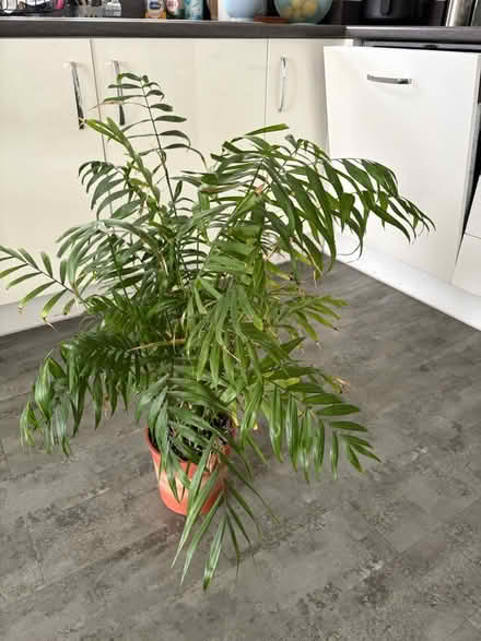 Photo of free Parlour Palm (North Bristol BS7) #4