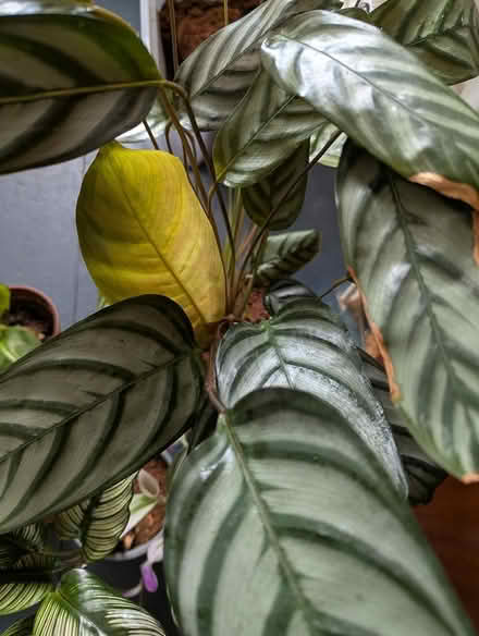 Photo of free houseplants (Undercliffe Rd BD2) #4