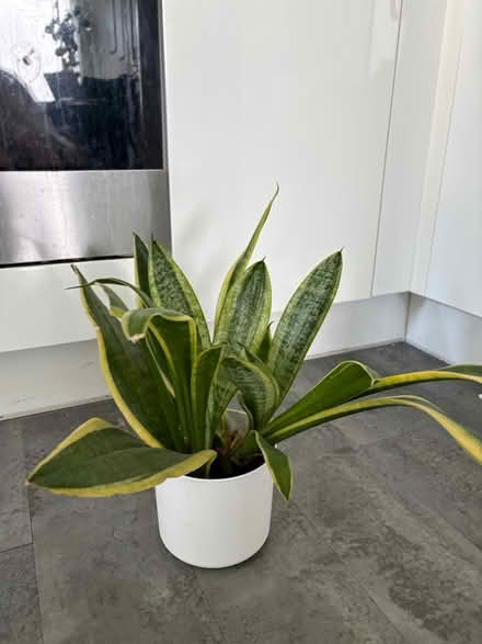Photo of free Snake plant (North Bristol BS7) #2