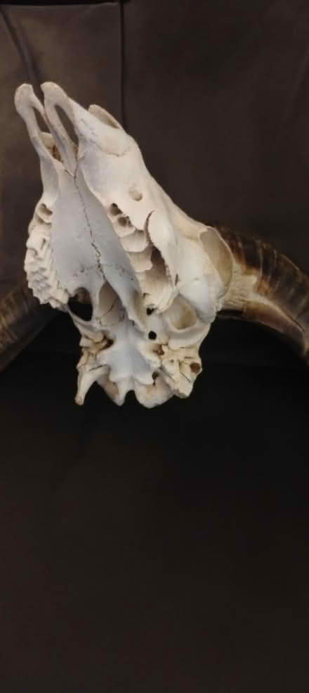 Photo of free Ram Skull Decoration (S Broadway, White Plains) #3