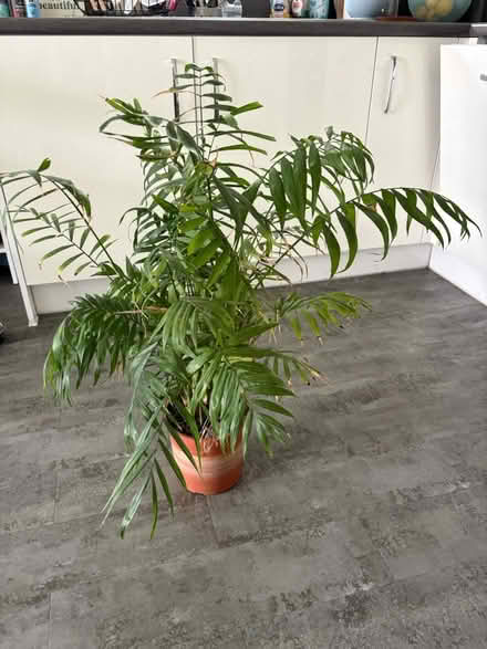 Photo of free Parlour Palm (North Bristol BS7) #3