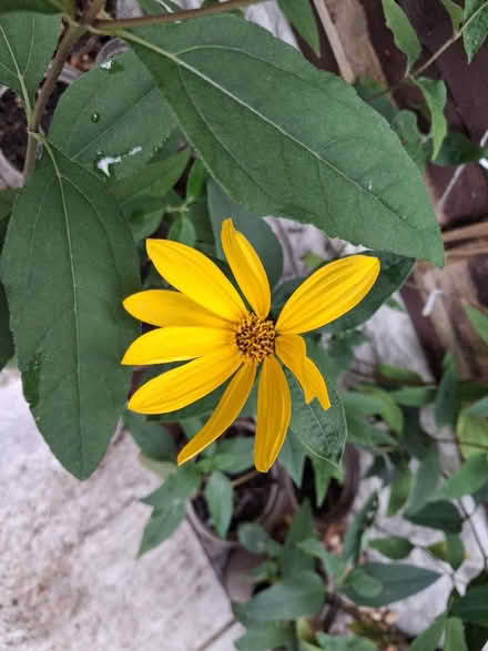 Photo of free Perennial plants (Woolton L25) #2