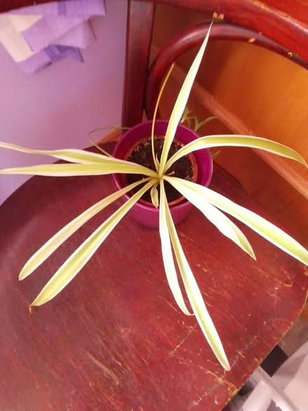 Photo of free Spider plant that needs repotting (Killamarsh S21) #1