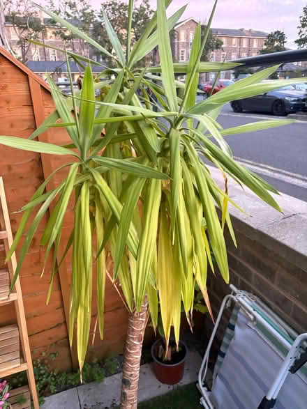 Photo of free Yucca plant with ceramic pot (North Bristol BS7) #4
