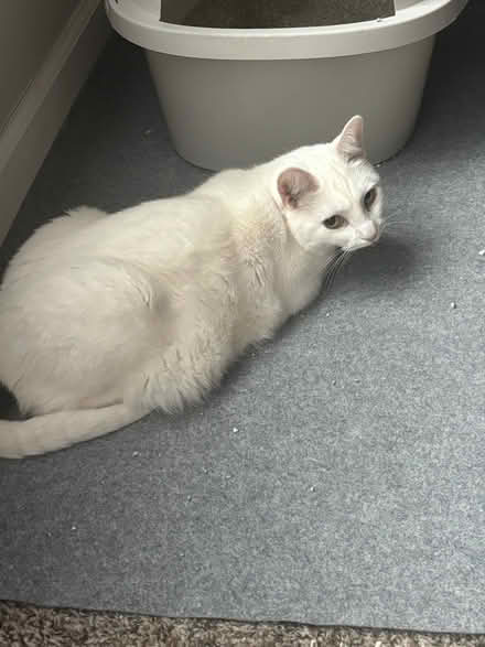 Photo of free cat who needs a home (Germantown, MD) #1