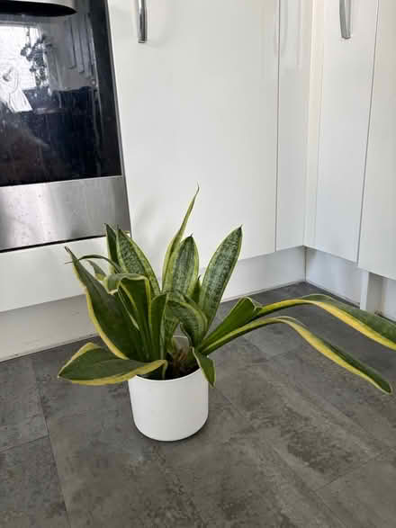 Photo of free Snake plant (North Bristol BS7) #1