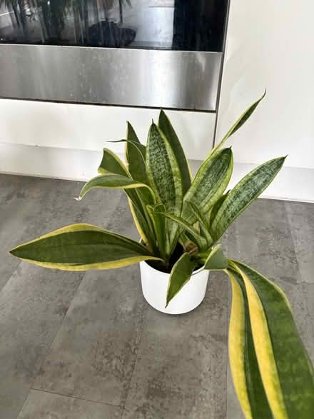 Photo of free Snake plant (North Bristol BS7) #3