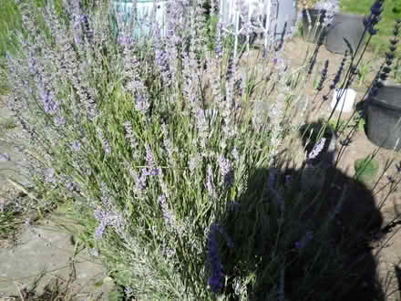 Photo of free Lavendar cuttings (New Costessey NR5) #1