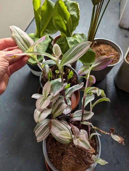 Photo of free houseplants (Undercliffe Rd BD2) #2