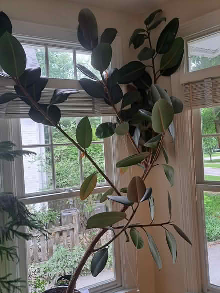 Photo of free Rubber tree (winnetka) #2