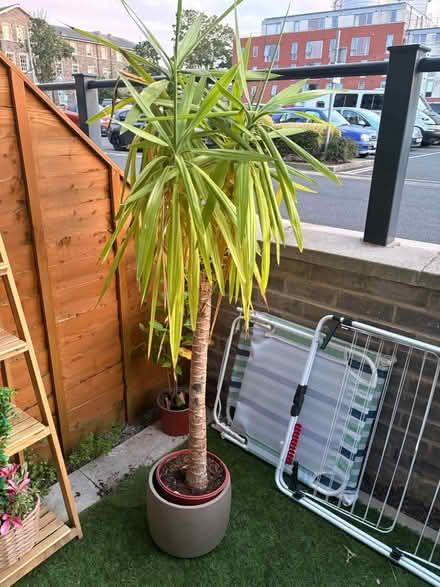 Photo of free Yucca plant with ceramic pot (North Bristol BS7) #2