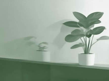 Photo of Plants, plant pots, natural room dividers. (Eastbourne BN20) #1