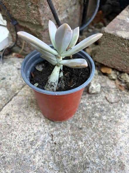 Photo of free Cacti (Westbury Wilts BA13) #1