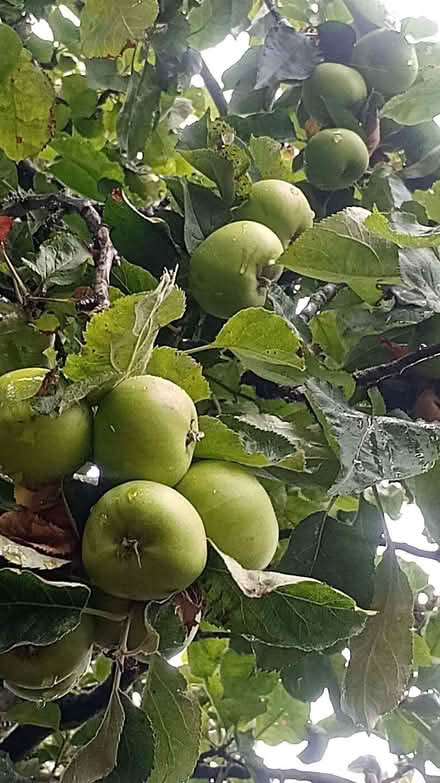 Photo of free Cooking apples (Pannal HG2) #1