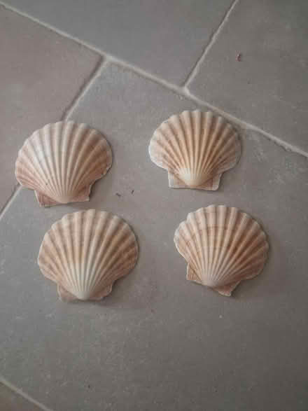 Photo of free Scallop shells (Wimborne,Colehill) #1